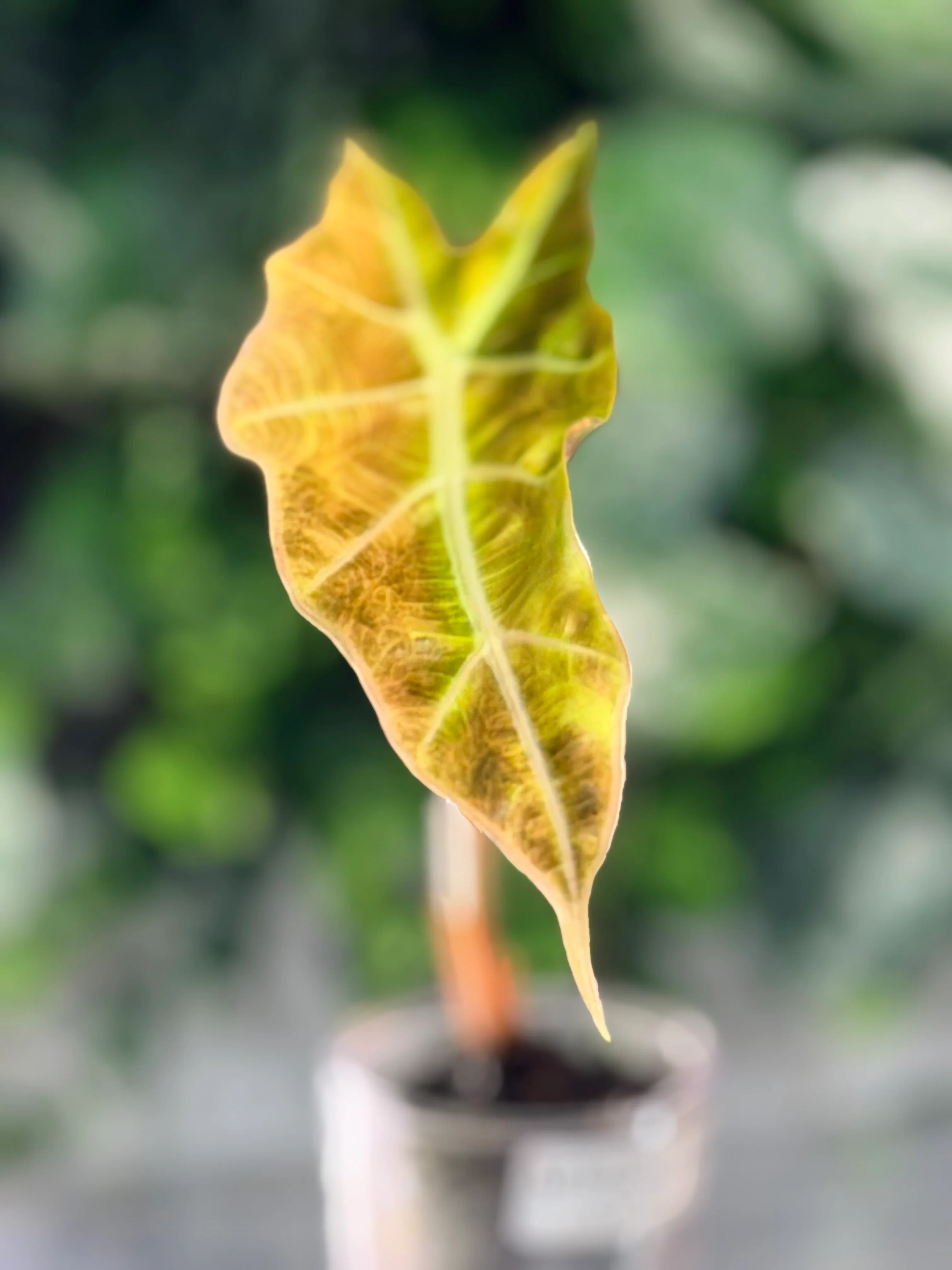 AUREA VARIEGATED ALOCASIA