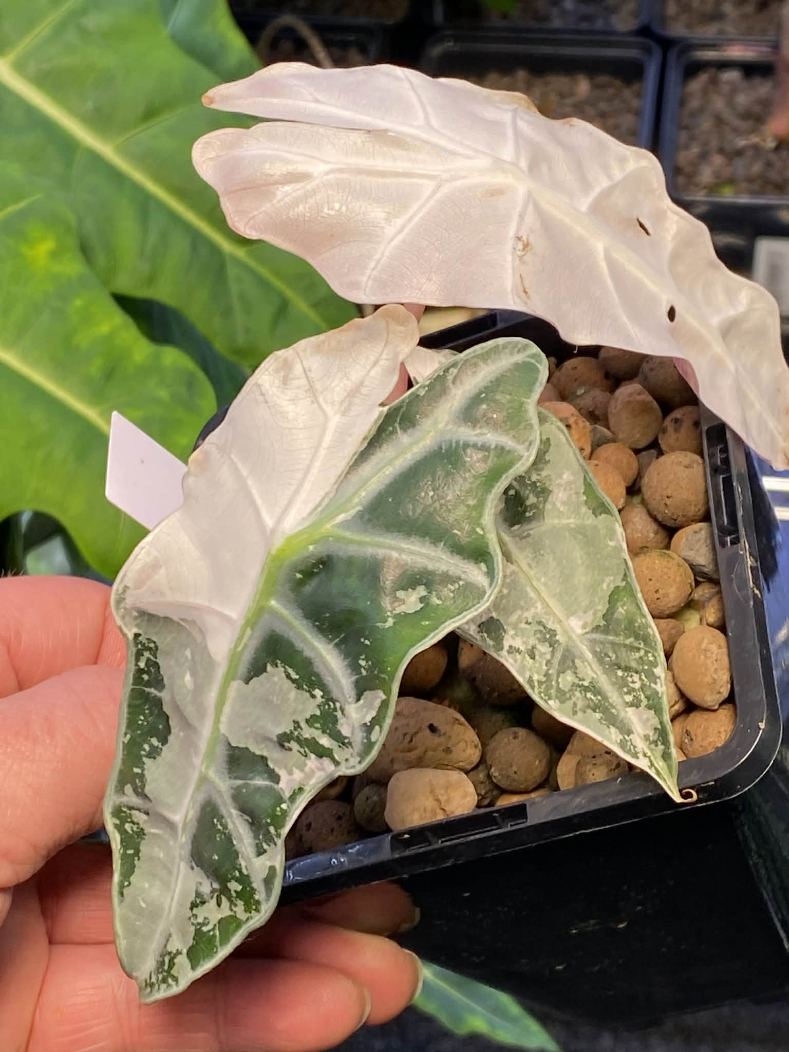 PINK VARIEGATED ALOCASIA