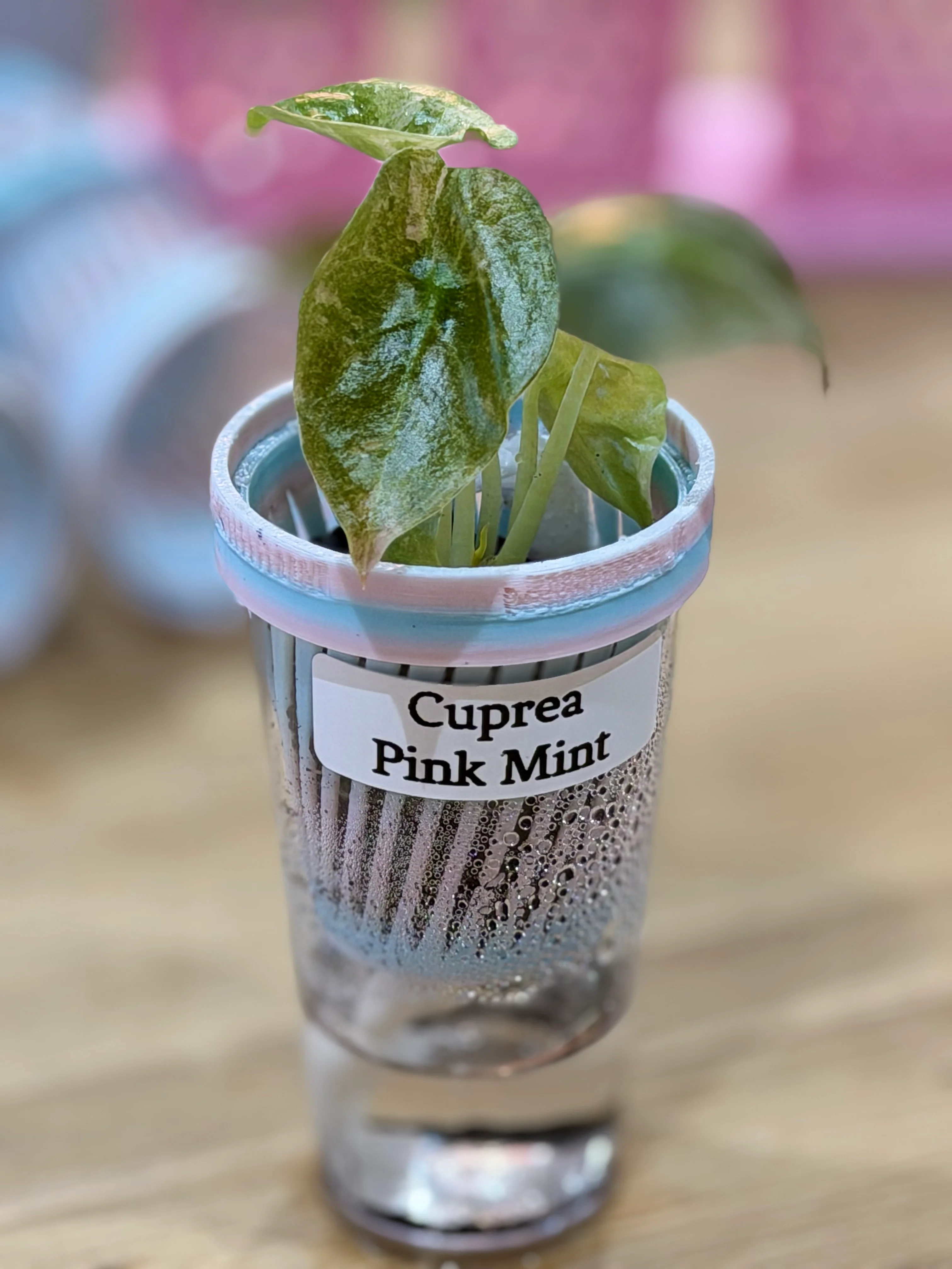 THE COMPLETE COLLECTION