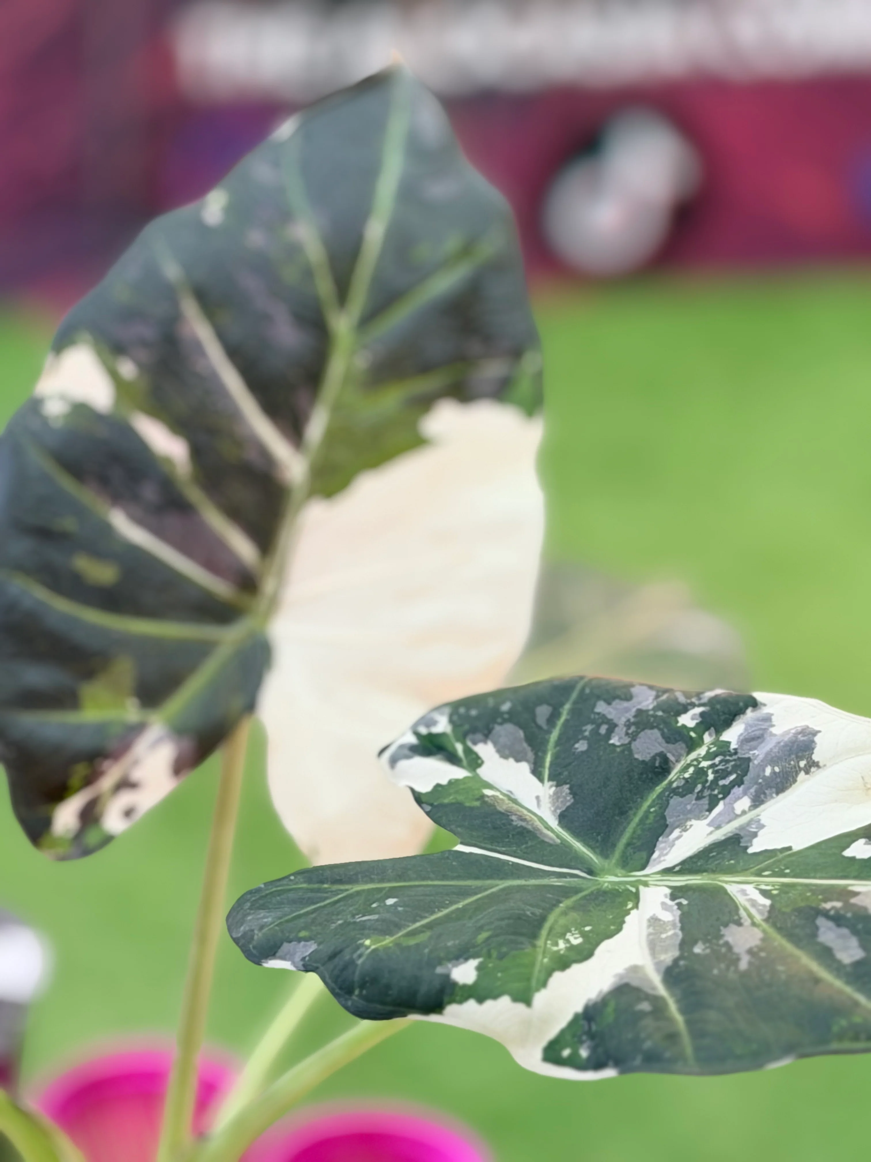 Juvenile Alocasia Plants